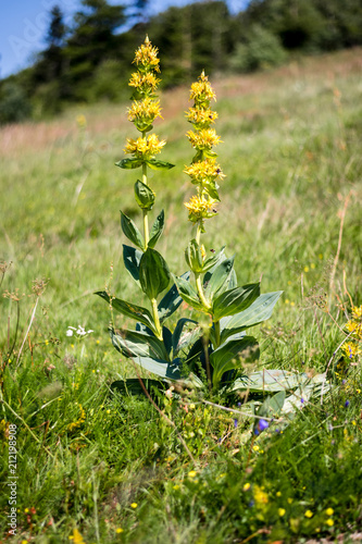 Mountain flower Gentian (Gentiana lutea) 