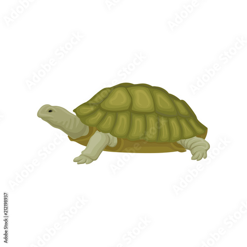 Turtle reptile animal vector Illustration on a white background