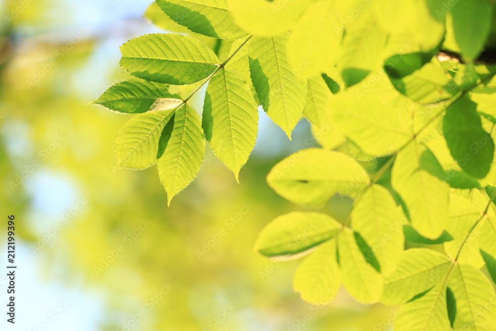 Fototapeta Green leaves on tree, bright blue sky in background