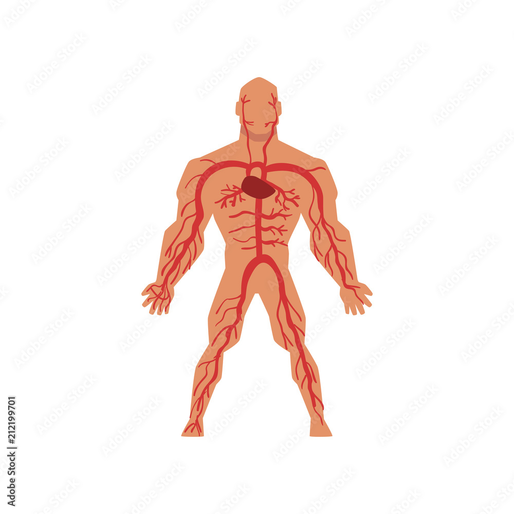 Human arterial circulatory system, anatomy of human body vector Illustration on a white background Human arterial circulatory system, anatomy of human body vector Illustration on a white background