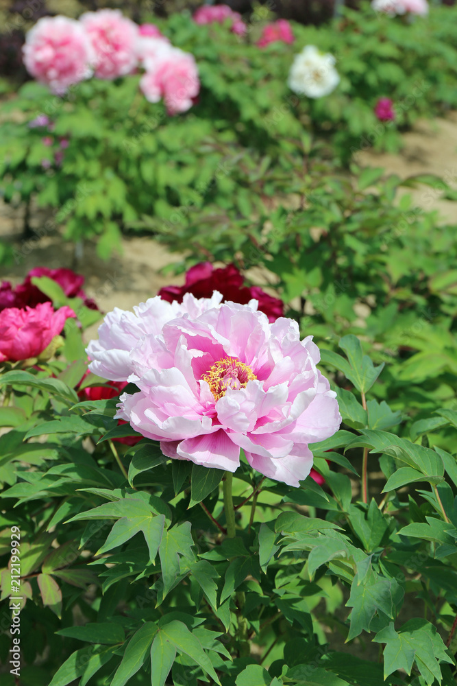 牡丹の花