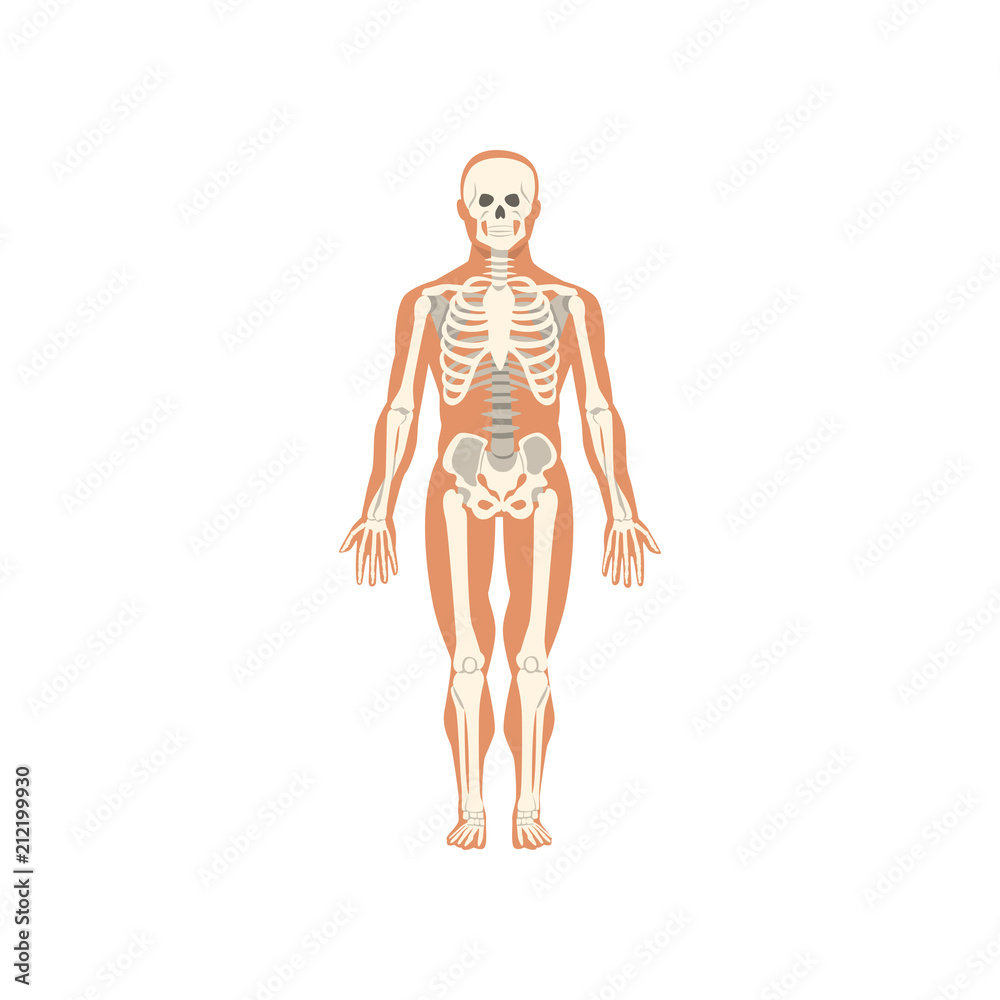 Human skeletal system, anatomy of human body vector Illustration on a white background