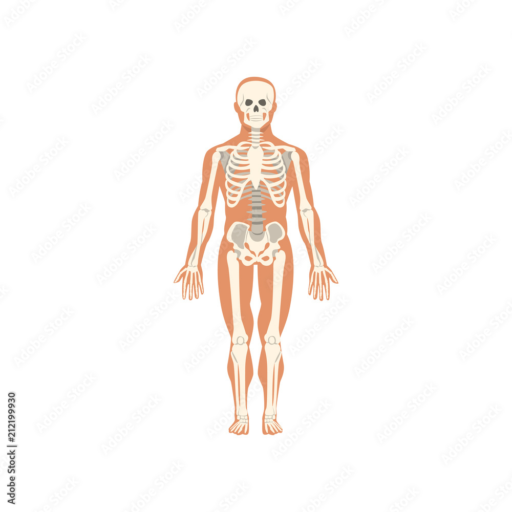 Human skeletal system, anatomy of human body vector Illustration on a white background Human skeletal system, anatomy of human body vector Illustration on a white background