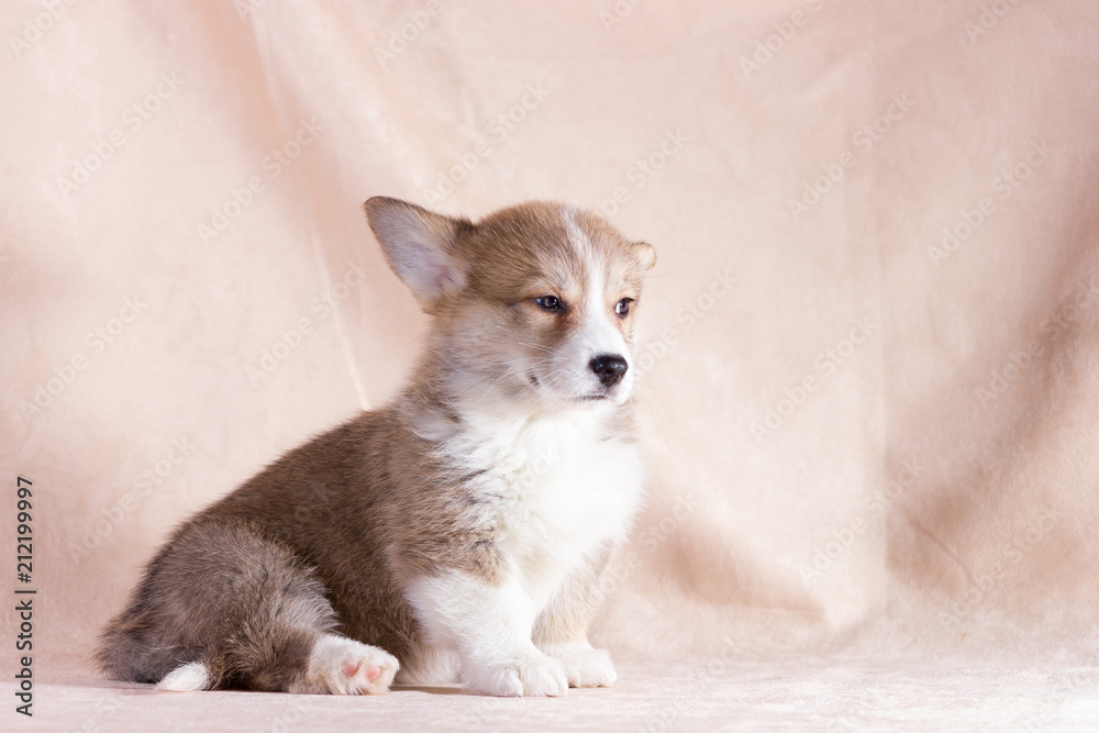 Welsh corgi puppy Welsh corgi puppy