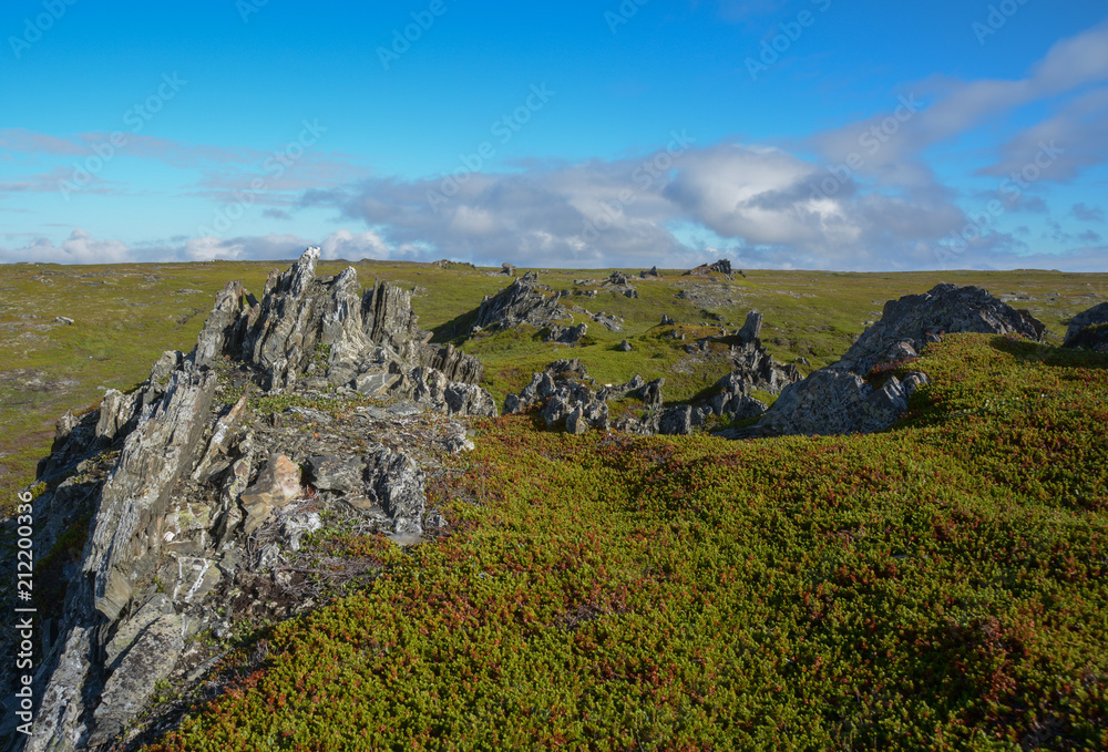 Sharp stones sticking out of green moss. Desert landscape in the tundra.