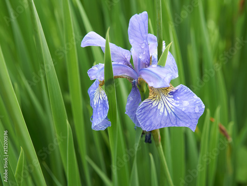 Fototapeta Naklejka Na Ścianę i Meble -  One blue iris