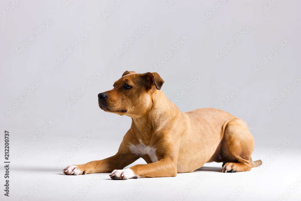Red pitbull on white Red pitbull on white