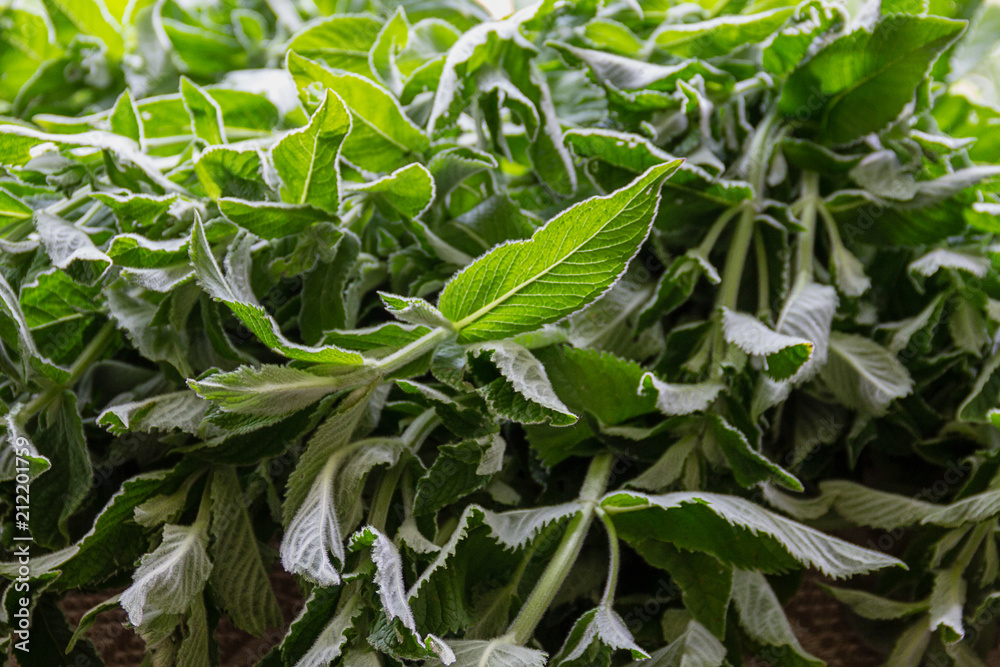 Obraz premium freshly picked mint