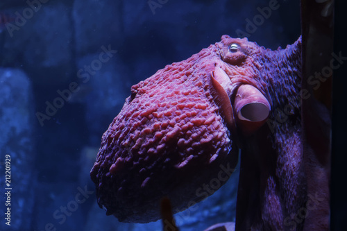 The giant Pacific octopus (Enteroctopus dofleini) is an amazing creature—brainy and beautiful. They live in chilly Pacific waters from Japan north to Alaska and south to Southern California.