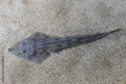 Shovelnose guitarfish (Rhinobatos productus) have a long, pointed snout and a guitar-shaped body. Compressed from belly to back, guitarfish bodies are attuned to life on the sand. photo