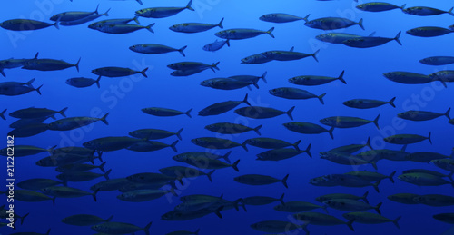 The Pacific bonito (Sarda chiliensis) are one of the smallest tunas—their size and striped surface distinguish them from their larger cousins. They avoid predators by gathering in large schools.