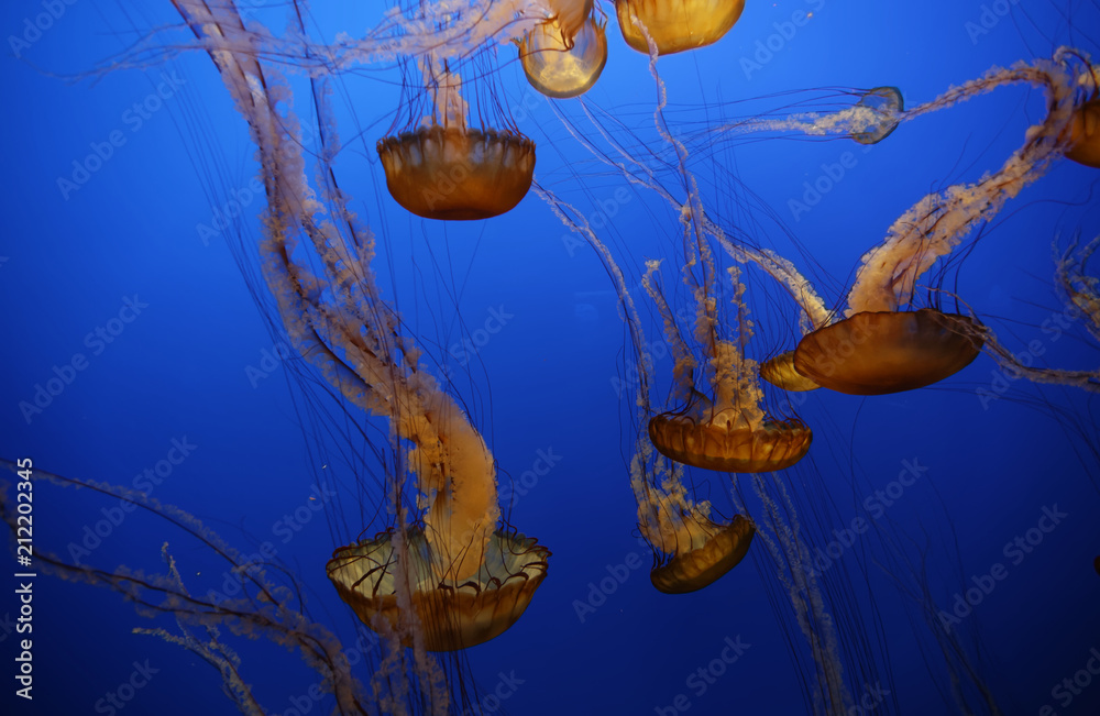 The Sea nettle o jellyfish (Chrysaora fuscescens) is an invertebrate that  lives in the eastern Pacific