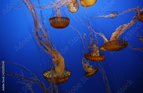 The Sea nettle o jellyfish (Chrysaora fuscescens) is an invertebrate that lives in the eastern Pacific Ocean. Have a golden-brown bell with a reddish tint that can grow to be larger than one meter. photo