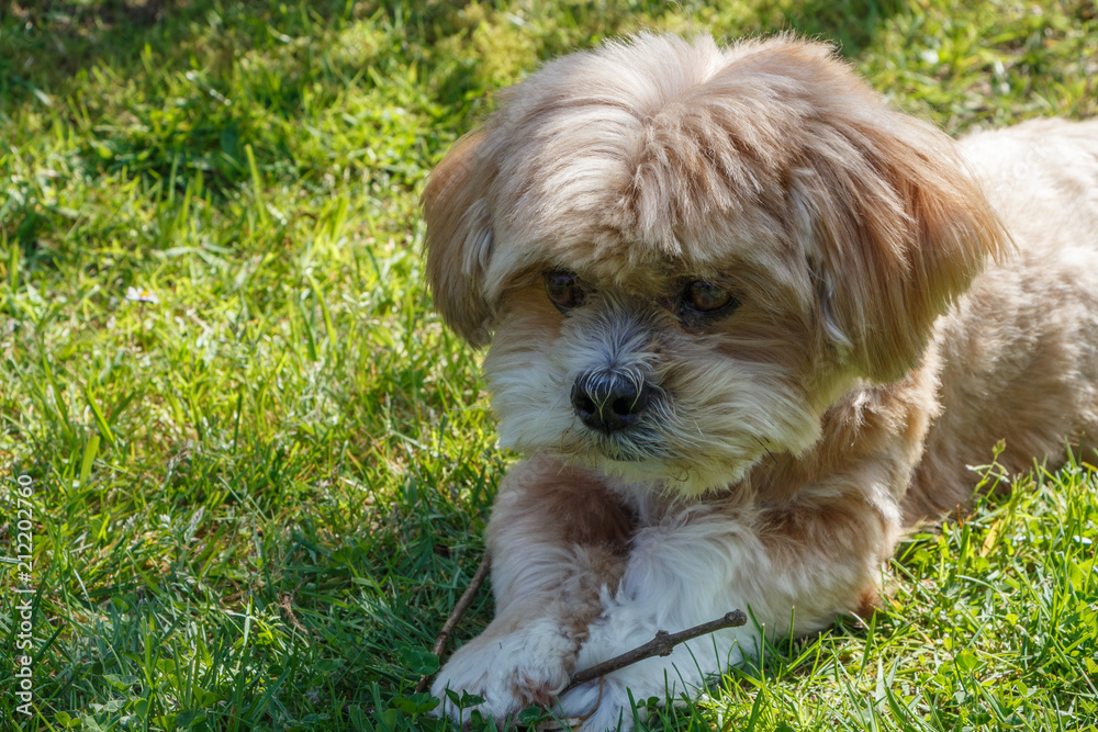 Chien Lhassa Apso couché dans un jardin