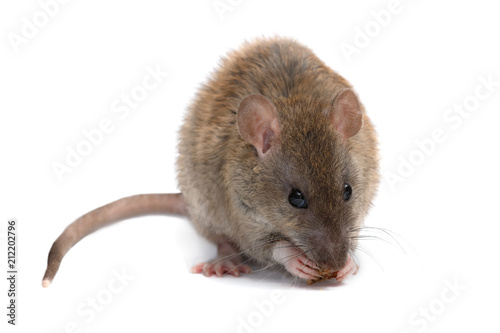 Closeup young rat (Rattus norvegicus) eats  rusk and looking a camera.  isolated on white background