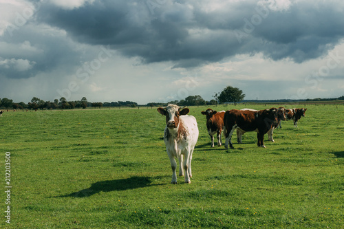 Cows grazing on grassy green field. Countryside landscape with cloudy sky, pastureland for domesticated livestock in Normandy, France. Dramatic sky. Cattle breeding and industrial agriculture concept. © sergiymolchenko