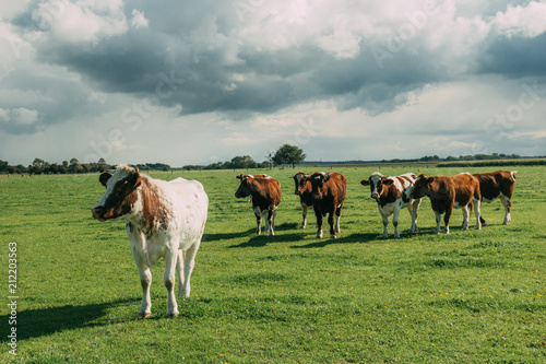 Fototapeta Naklejka Na Ścianę i Meble -  Cows grazing on grassy green field. Countryside landscape with cloudy sky, pastureland for domesticated livestock in Normandy, France. Dramatic sky. Cattle breeding and industrial agriculture concept.