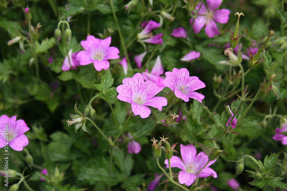 Common mallow. Malva sylvestris. Beautiful pink flower on plant in the garden 