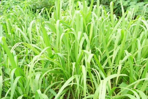 Green grass background.