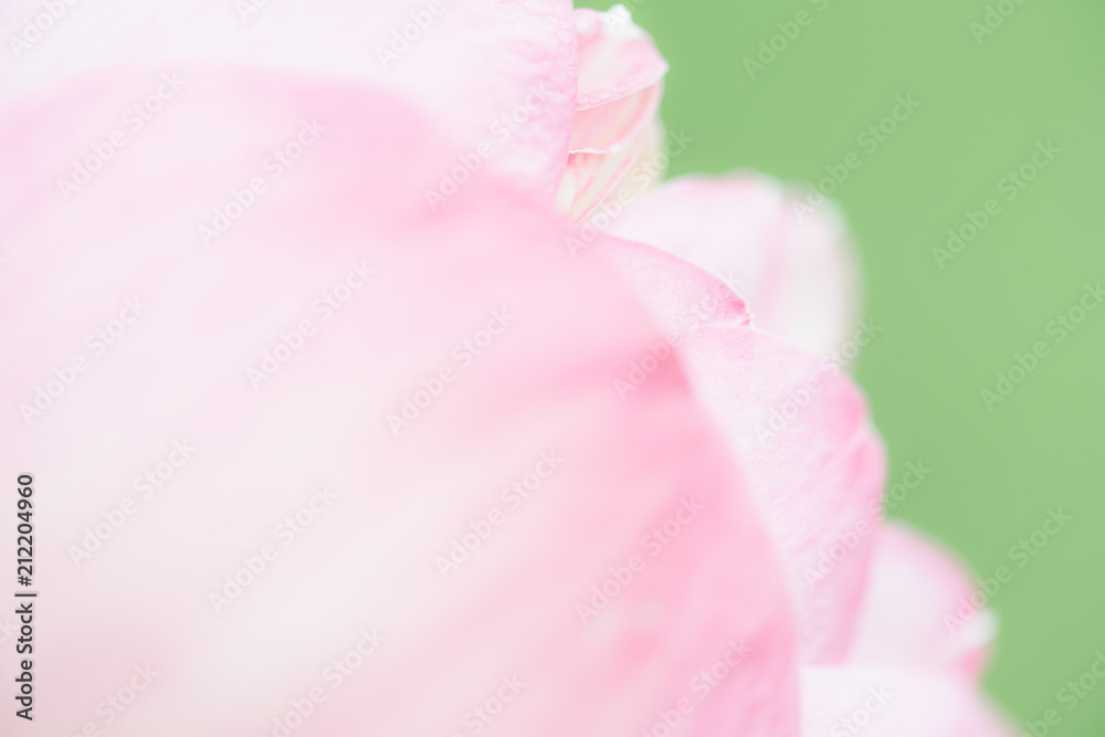 Sweet color lotus  in soft style for background