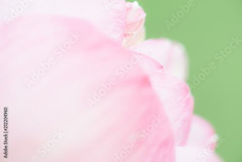 Sweet color lotus  in soft style for background