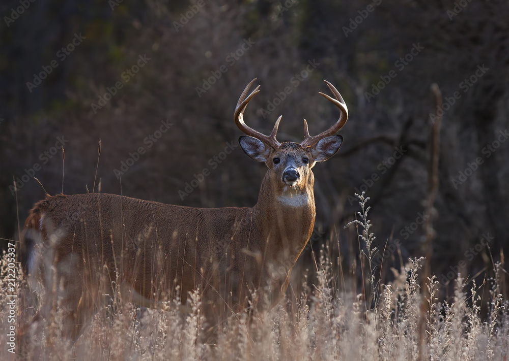 Naklejka premium White-tailed deer buck with huge neck in the early morning light standing in a meadow in autumn rut in Canada