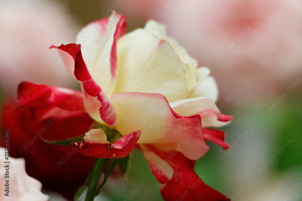 Flowers and foliage to lighten our lifves