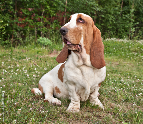 Dog breed Basset hound sits on a green glade in a forest in nature