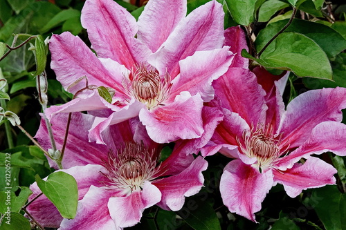 Flowers and foliage to lighten our lifves