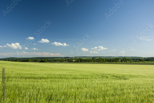 Barley field and forest on the horizon