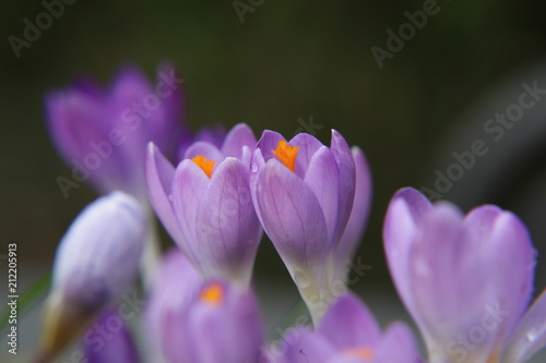 Flowers and foliage to lighten our lifves photo