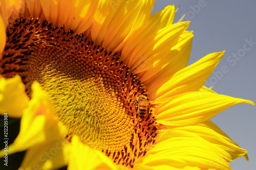 Flowers and foliage to lighten our lifves