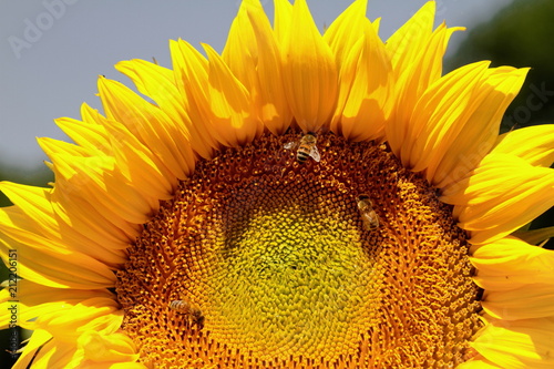 Flowers and foliage to lighten our lifves
