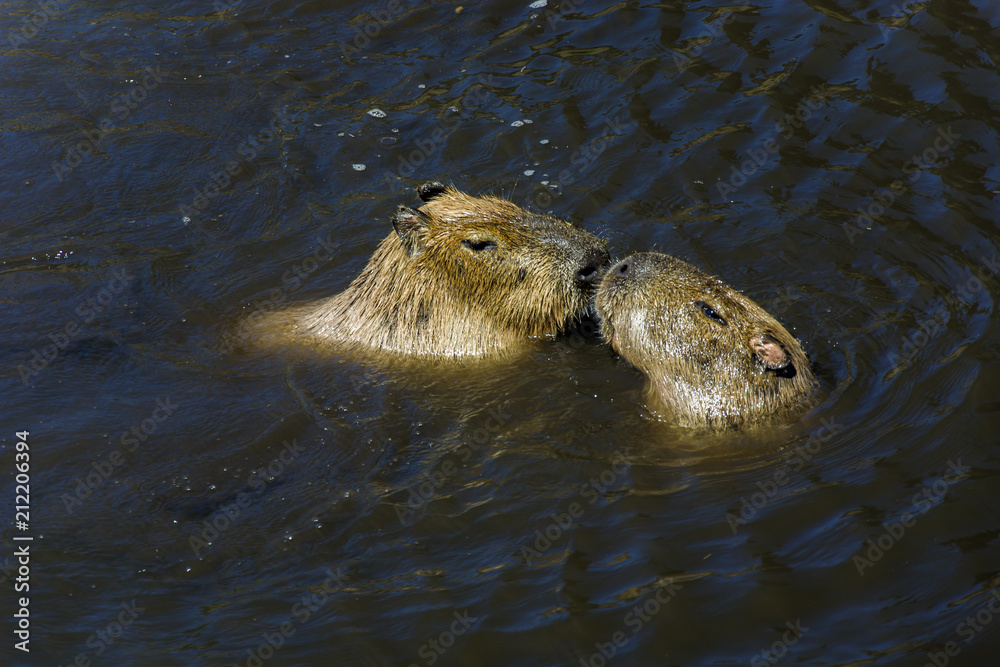 Fototapeta premium Two capybars in water