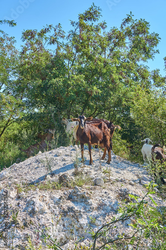 Grass-Fed Goats On Pasture in Italy in bright sunny day © zing