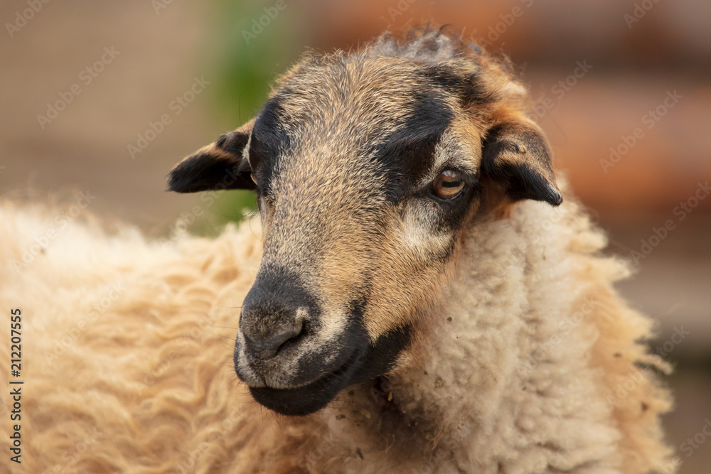 Portrait of a ram in a pasture