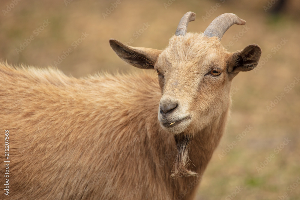 Portrait of a ram in a pasture Portrait of a ram in a pasture