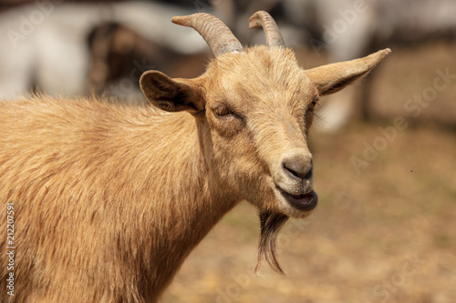 Portrait of a ram in a pasture