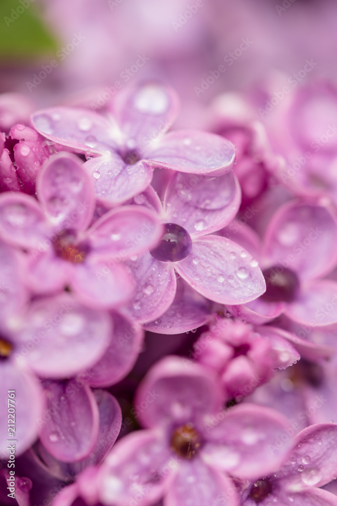 Obraz premium Dew drops on the flowers of lilac