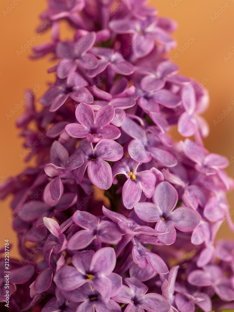 Flowers on a branch of lilac in nature