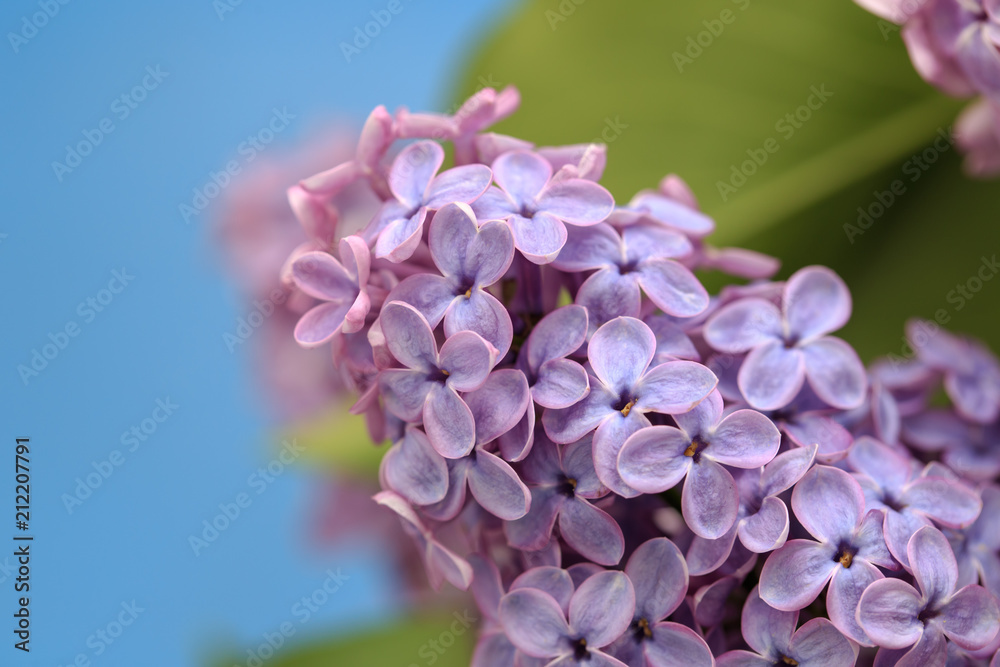 Flowers on a branch of lilac in nature Flowers on a branch of lilac in nature