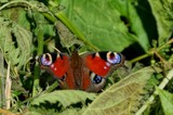 a colored butterfly sits on the green leaves of a plant