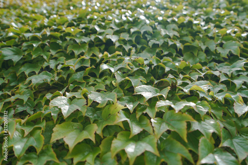 Green leaves of the morning glories photo