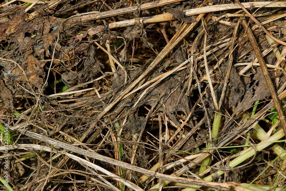 vegetative natural texture of dry grass and leaves on the ground