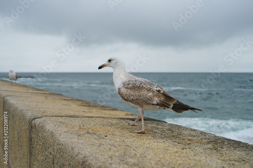 A seagull on the embankment © Yury and Tanya