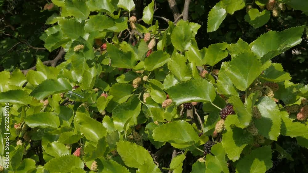Lot of mullberies on Morus nigra plant tree 4K video Lot of mullberies on Morus nigra plant tree 4K video