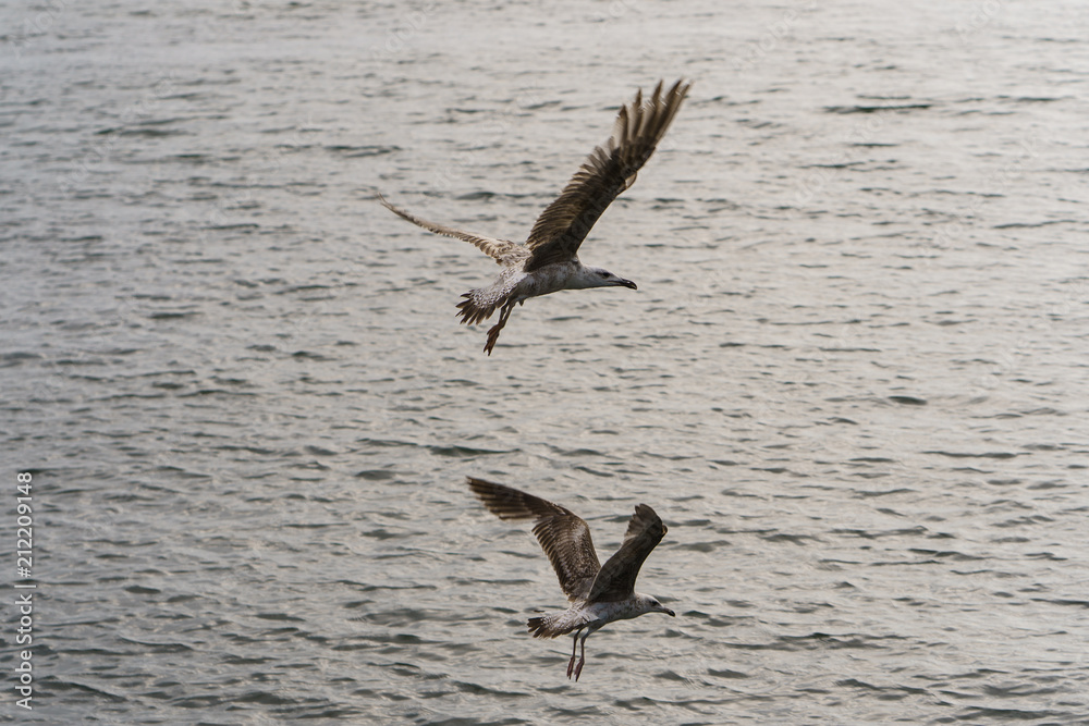 Two seagulls hovering over the ocean Two seagulls hovering over the ocean