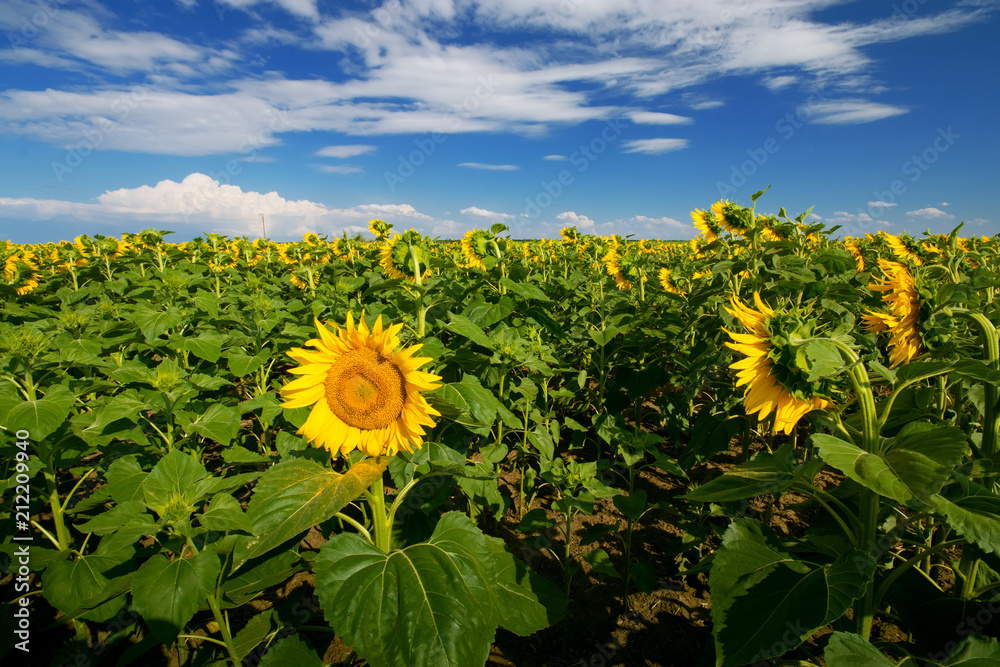 sunflower field summer landscape / bright summer day sunflowers absorb sunlight
