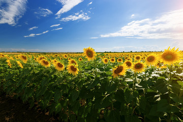 Wandcirkels Zonnebloem Zonnebloemen vangen helder zomerzonlicht  © ml1413