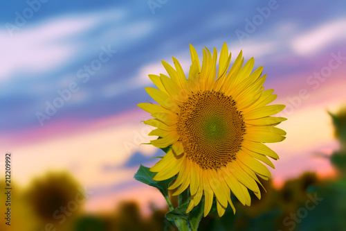Fototapeta Naklejka Na Ścianę i Meble -  lone sunflower in sunset / colorful, however the shallow depth of field